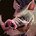 ability_hunter_pet_boar.jpg