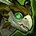inv_babydragonhawk_green.jpg