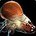 inv_bloodticklarvaeorange.jpg