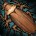 inv_cockroach2_brown.jpg