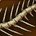 inv_fishing_innards_bones.jpg