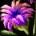 inv_misc_flower_04.jpg