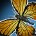 inv_pet_butterfly_orange.jpg