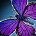 inv_pet_butterfly_purple.jpg
