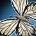 inv_pet_butterfly_white.jpg