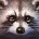 inv_pet_raccoon.jpg