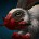 inv_rabbit2_greyblood.jpg